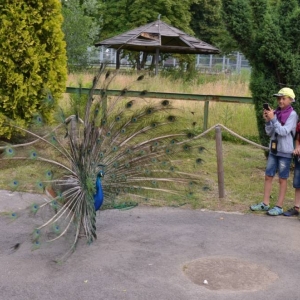 Zdjęcie przedstawia  uczestników półkolonii podczas wycieczki do ZOO w Chorzowie