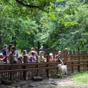 Zdjęcie przedstawia uczestników półkolonii w ZOO w Chorzowie