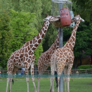 Zdjęcia przedstawia żyrafy w chorzowskim ZOO