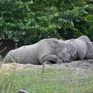 Zdjęcie przedstawia nosorożce w chorzowskim ZOO