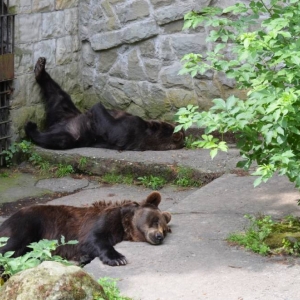 Zdjęcie przedstawia niedźwiedzie brunatne w chorzowskim ZOO