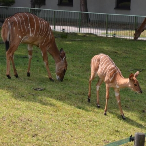 Wycieczka do ZOO w Chorzowie