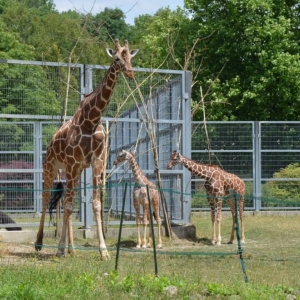 Wycieczka do ZOO w Chorzowie