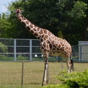 Wycieczka do ZOO w Chorzowie