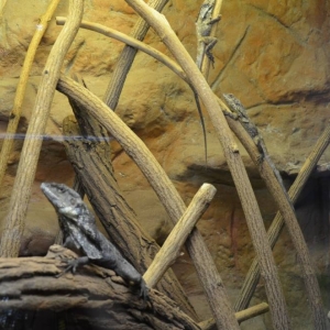 Wycieczka do ZOO w Chorzowie