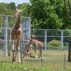 Wycieczka do ZOO w Chorzowie