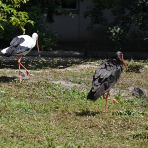 Wycieczka do ZOO w Chorzowie