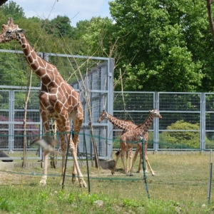 Wycieczka do ZOO w Chorzowie
