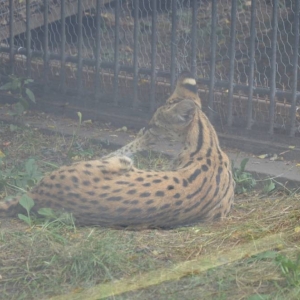 Wycieczka do ZOO w Chorzowie
