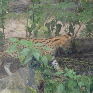 Wycieczka do ZOO w Chorzowie