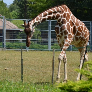 Wycieczka do ZOO w Chorzowie