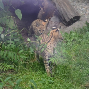 Wycieczka do ZOO w Chorzowie