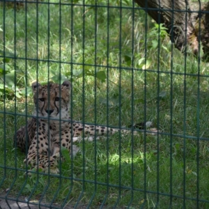 Wycieczka do ZOO w Chorzowie