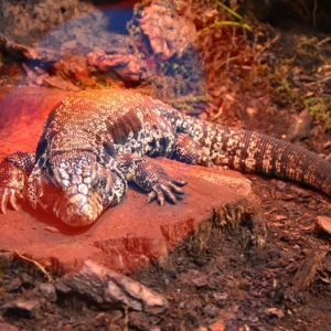 Wycieczka do ZOO w Chorzowie