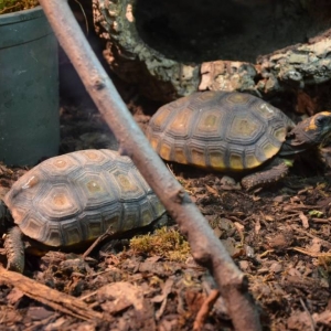 Wycieczka do ZOO w Chorzowie