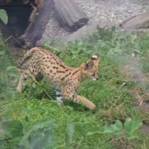 Wycieczka do ZOO w Chorzowie