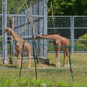 Wycieczka do ZOO w Chorzowie