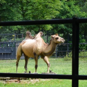 Wycieczka do ZOO w ChorzowieWycieczka do ZOO w Chorzowie