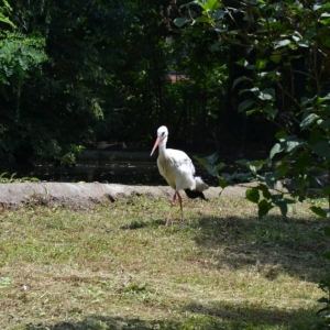 Wycieczka do ZOO w Chorzowie