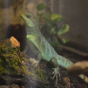 Wycieczka do ZOO w Chorzowie
