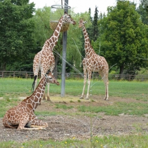 Wycieczka do ZOO w Chorzowie