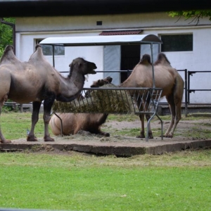 Wycieczka do ZOO w Chorzowie