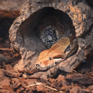 Wycieczka do ZOO w Chorzowie