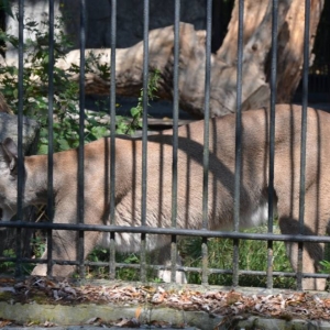 Wycieczka do ZOO w Chorzowie