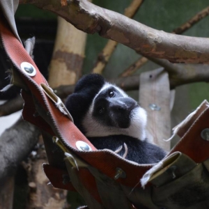 Wycieczka do ZOO w Chorzowie