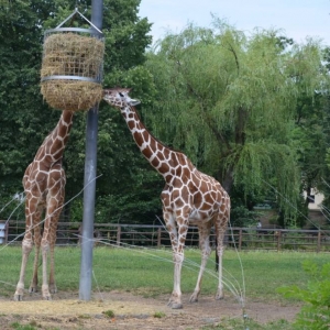 Wycieczka do ZOO w Chorzowie