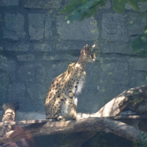 Wycieczka do ZOO w Chorzowie