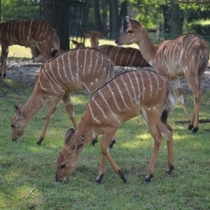 Wycieczka do ZOO w Chorzowie