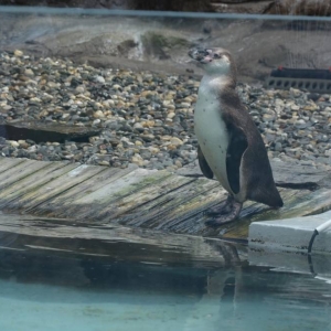 Wycieczka do ZOO w Chorzowie