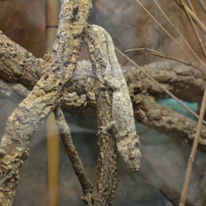 Wycieczka do ZOO w Chorzowie