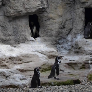 Wycieczka do ZOO w Chorzowie