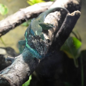 Wycieczka do ZOO w Chorzowie