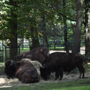 Wycieczka do ZOO w Chorzowie