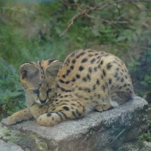 Wycieczka do ZOO w Chorzowie