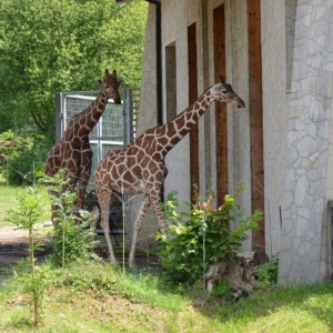 Wycieczka do ZOO w Chorzowie